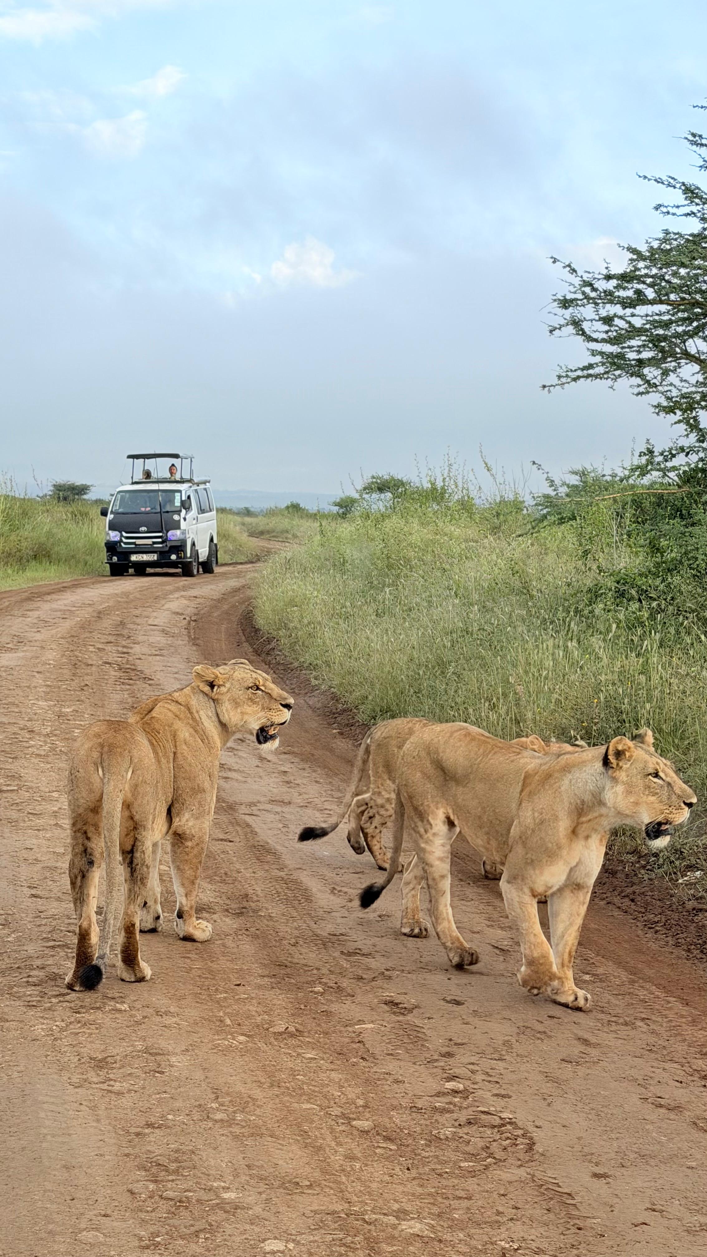 Nairobi National Park Half Day Game Drive